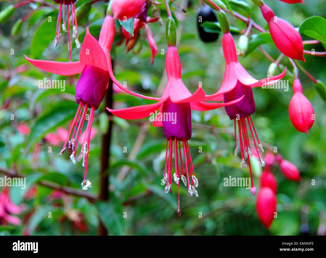 fuchsias growing on the Esalen campus in Big Sur California Stock Photo