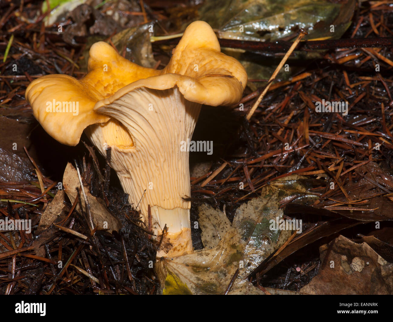 A Pacific Golden Chanterelle (Cantharellus formosus), freshly emerged Stock Photo
