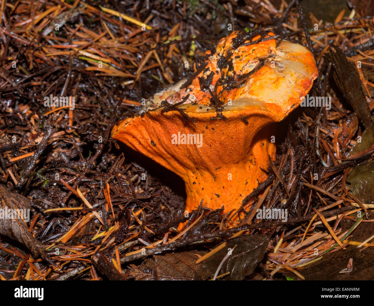 Lobster mushroom (Hypomyces lactifluorum) on the forest floor in Oregon