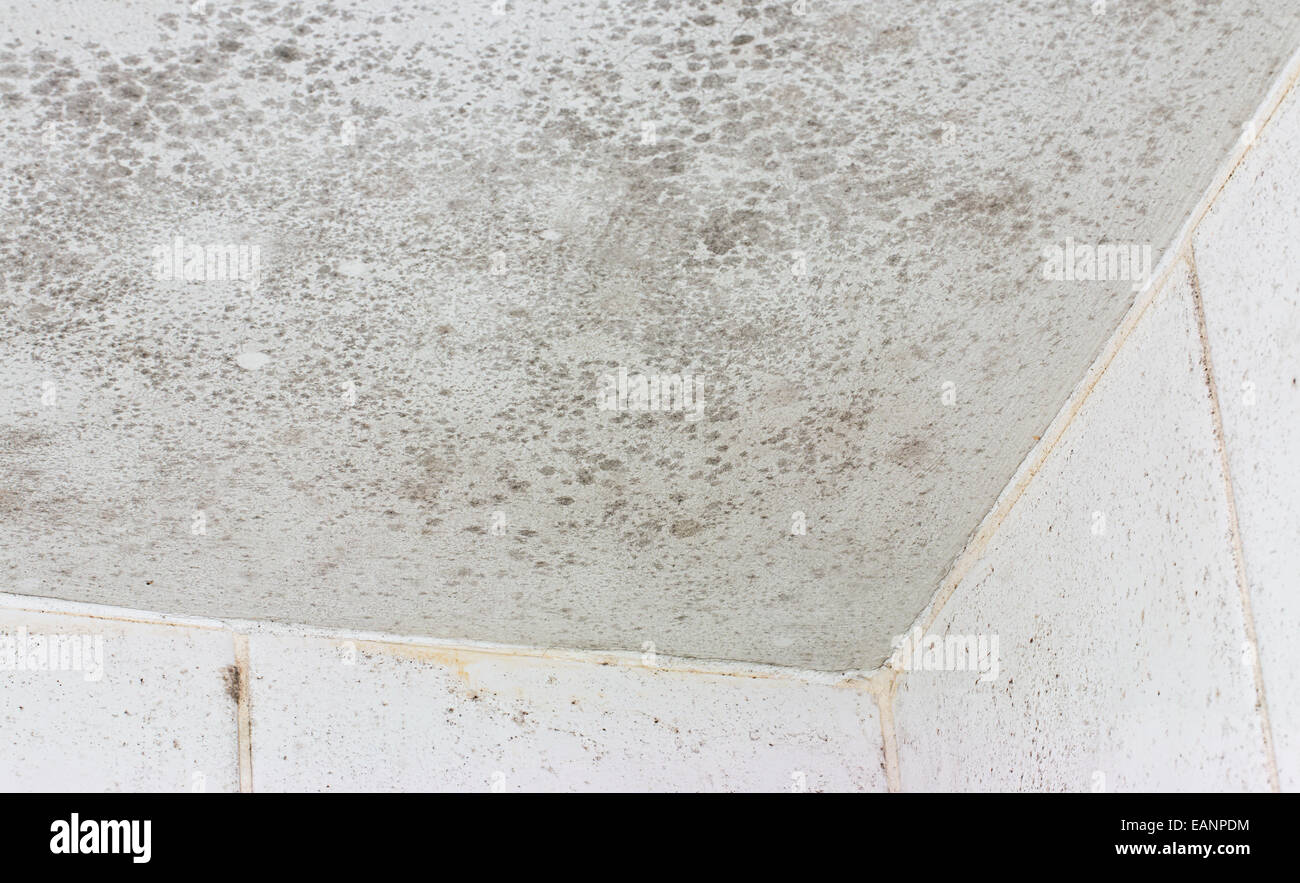 Ceiling Mould Shown On The Interior Of A White Tiled