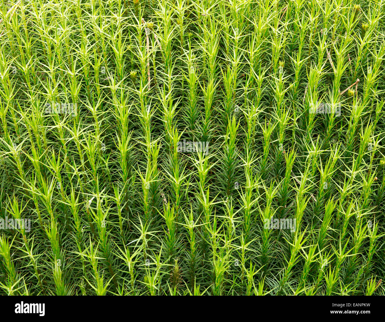 Close up detail photo of Sphagnum moss which can be found on bogs or marshes a great fish tank background. Stock Photo