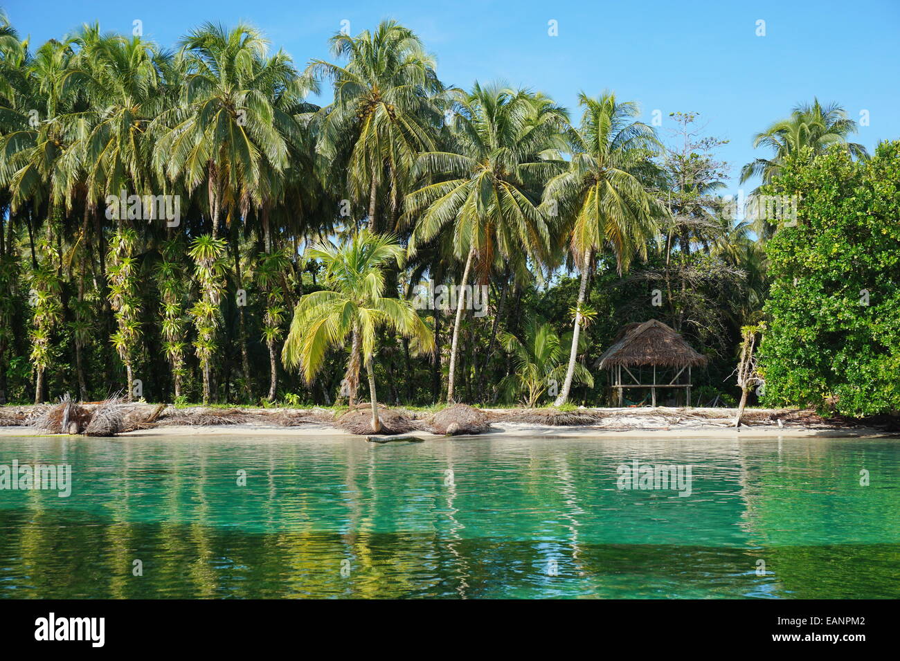 Tropical shore with lush coconut trees and a thatched hut, Caribbean, Zapatillas islands, Bocas del Toro, Panama Stock Photo