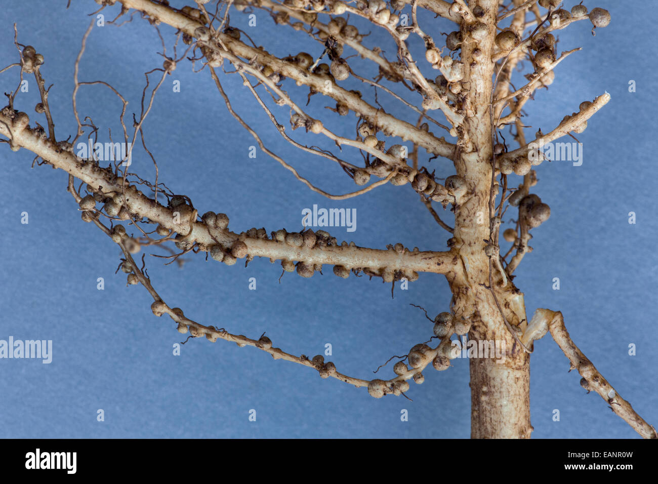 Close-up of Nitrogen Fixation Nodules of the peanut plant. Stock Photo