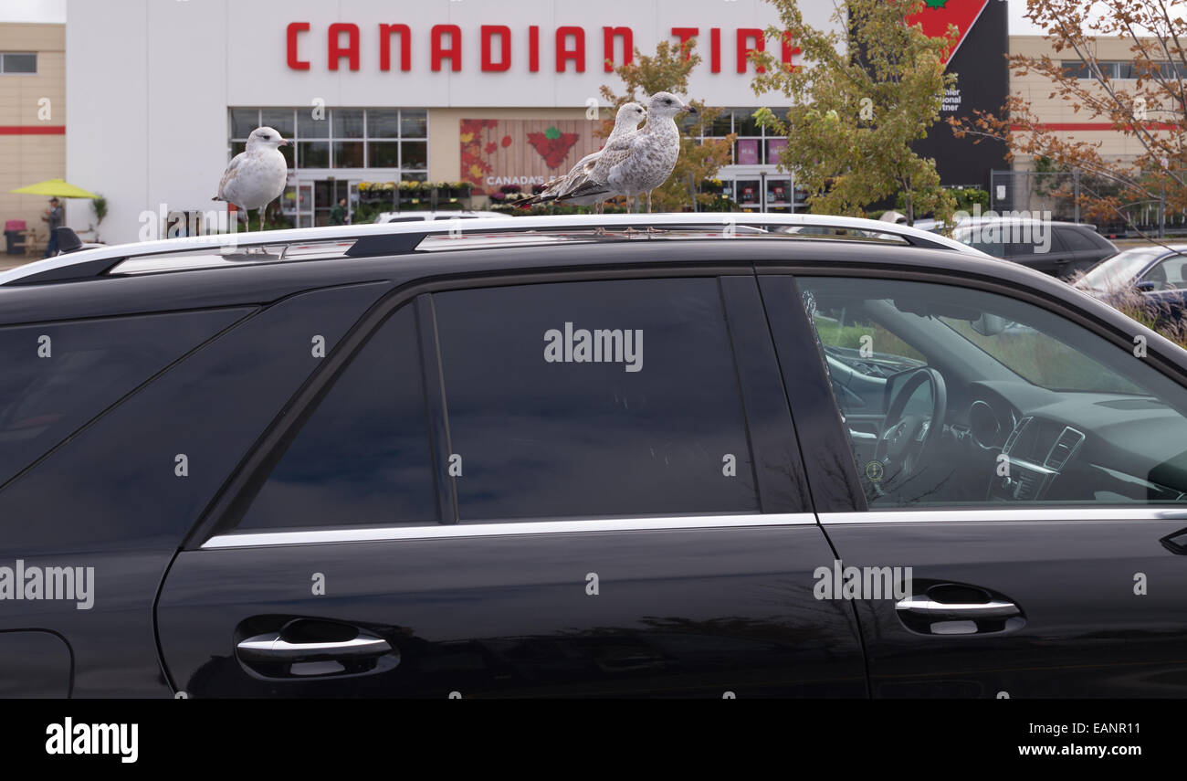 Roof top parking lot hi-res stock photography and images - Alamy
