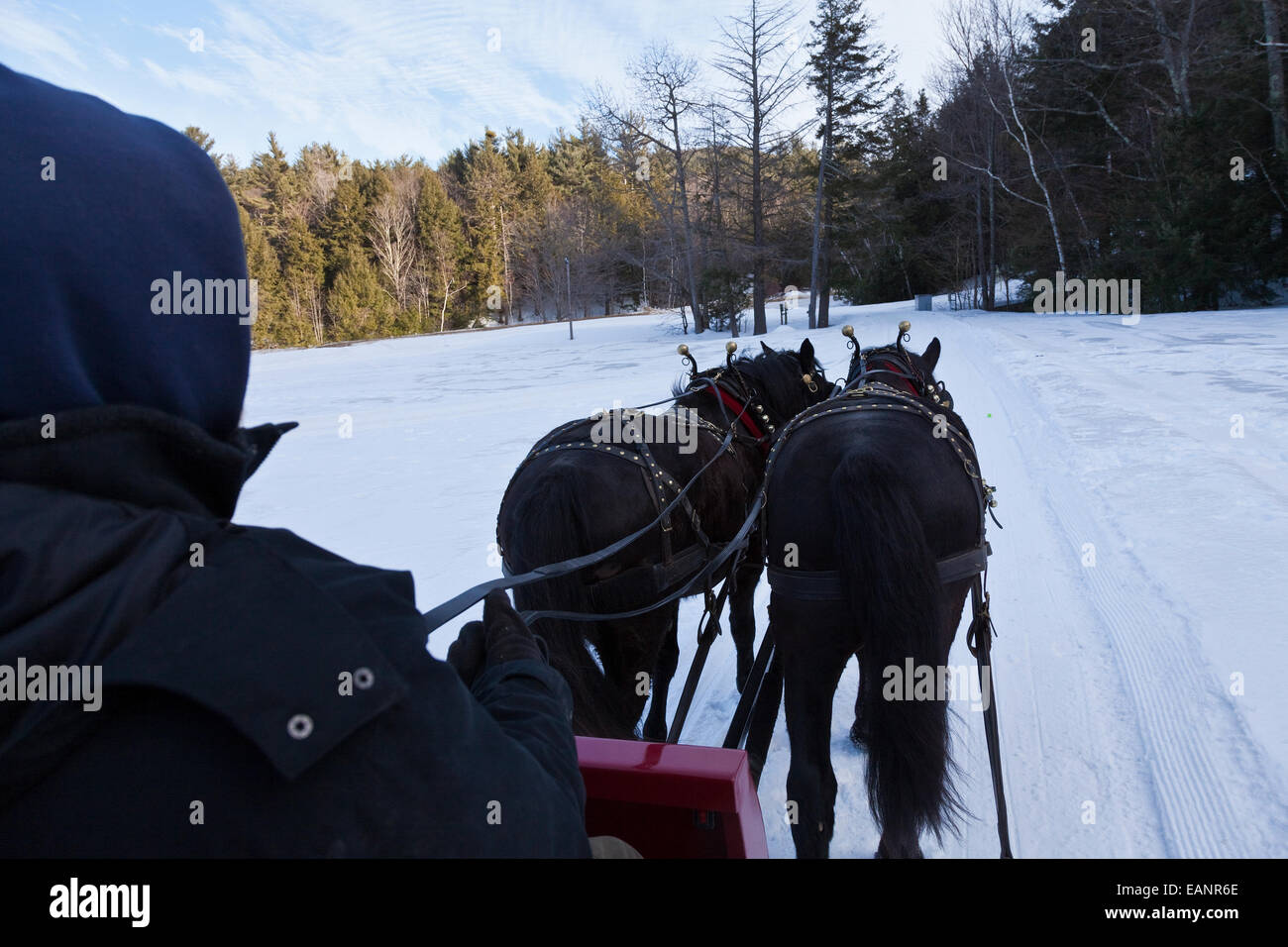Pair of draft horses pull sleigh along scenic route at base of Gunstock Mountain Stock Photo