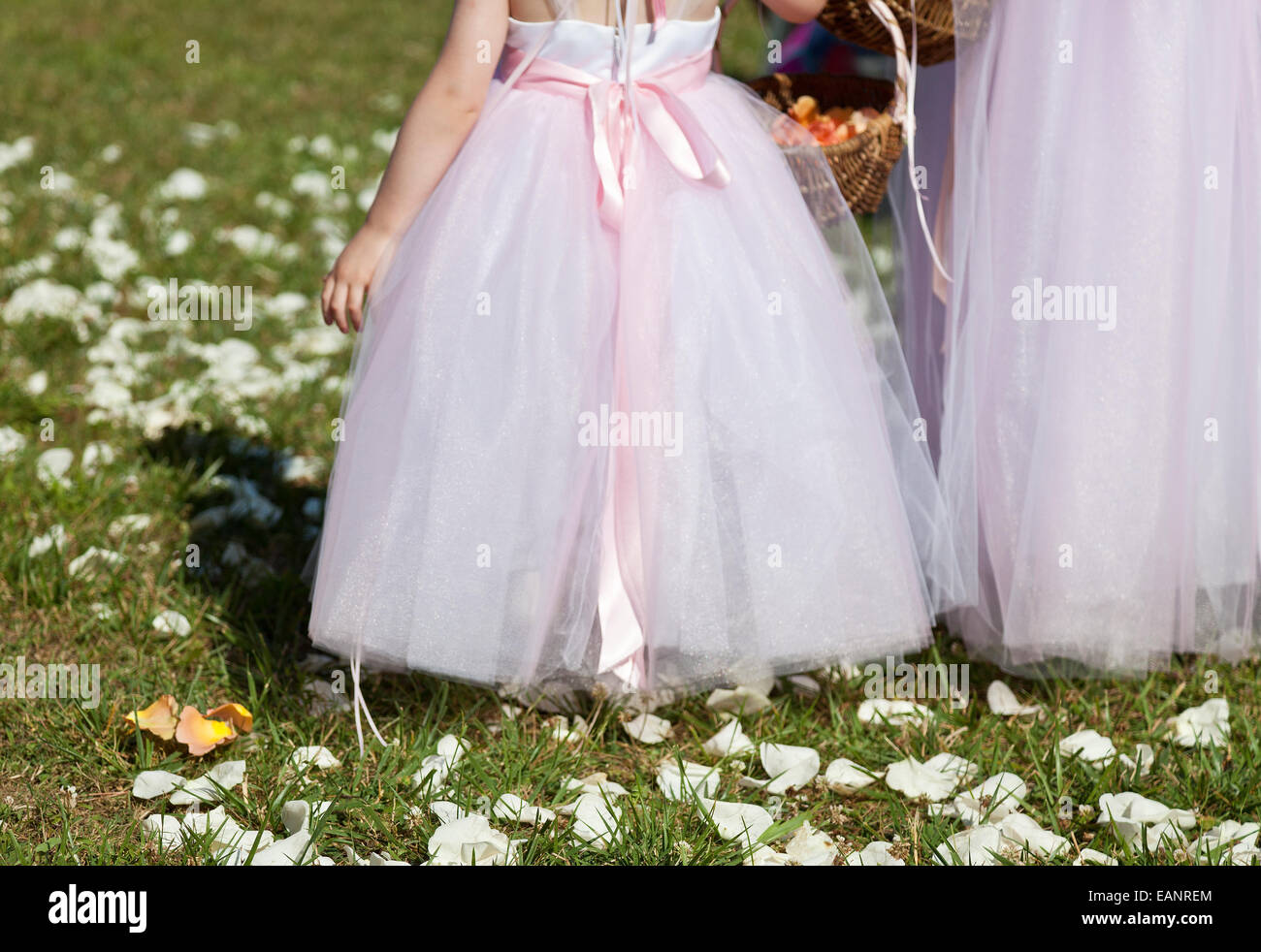 Young girl in pink chiffon bride's maid gown carrying flower basket stands on lawn covered with rose pedals Stock Photo