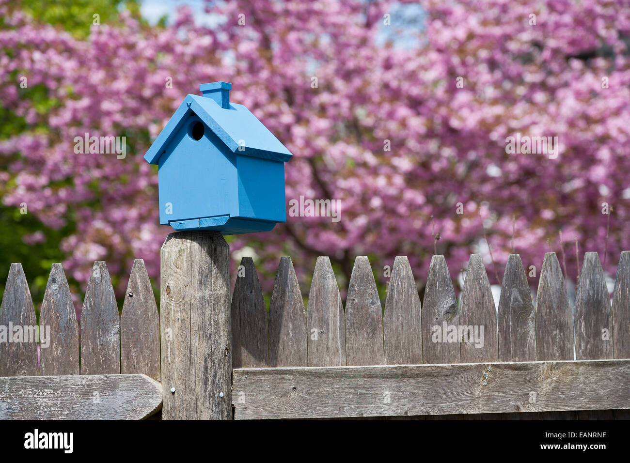 Blue painted wooden birdhouse is perched on picket fence post and set against purple blossoms Stock Photo