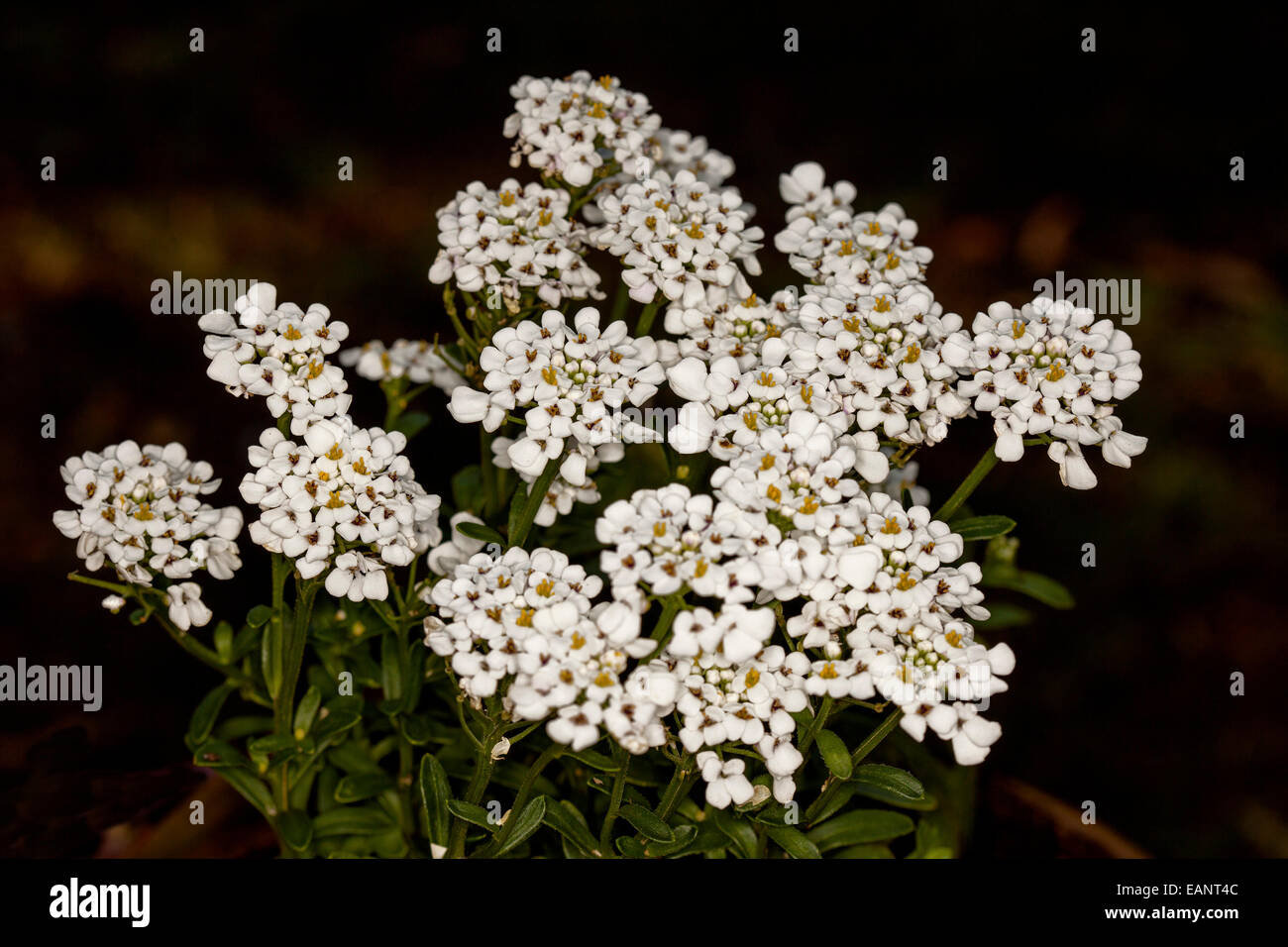 Cluster of white flowers and dark green leaves of Iberis sempervirens, perennial candytuft, against dark background Stock Photo