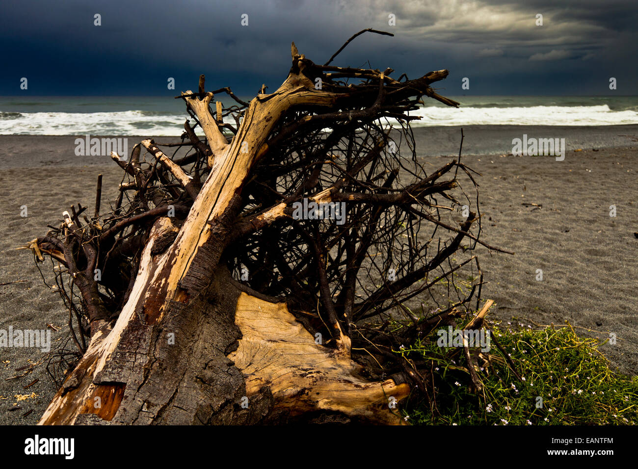Driftwood on a California beach, USA Stock Photo Alamy