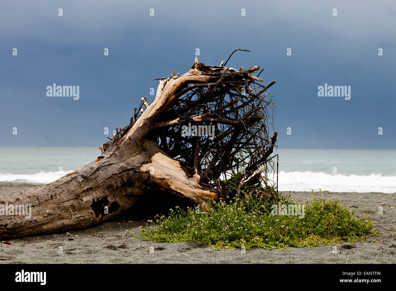Driftwood on a California beach, USA Stock Photo Alamy