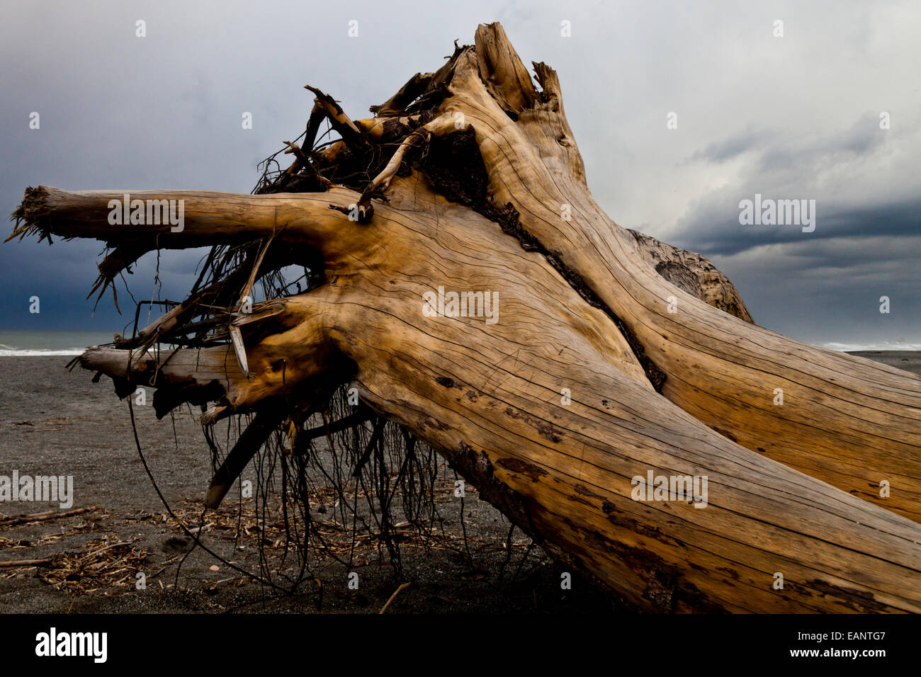 Driftwood on a California beach, USA Stock Photo Alamy