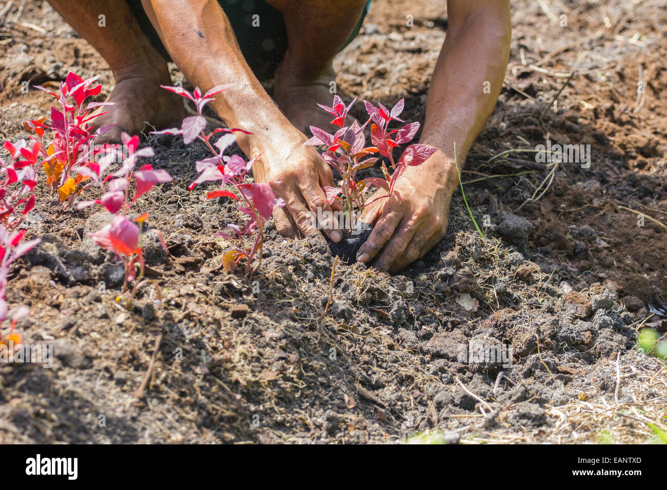 farmer's hands growing a young tree / save the world / heal the world / love nature, in strong sunshine Stock Photo