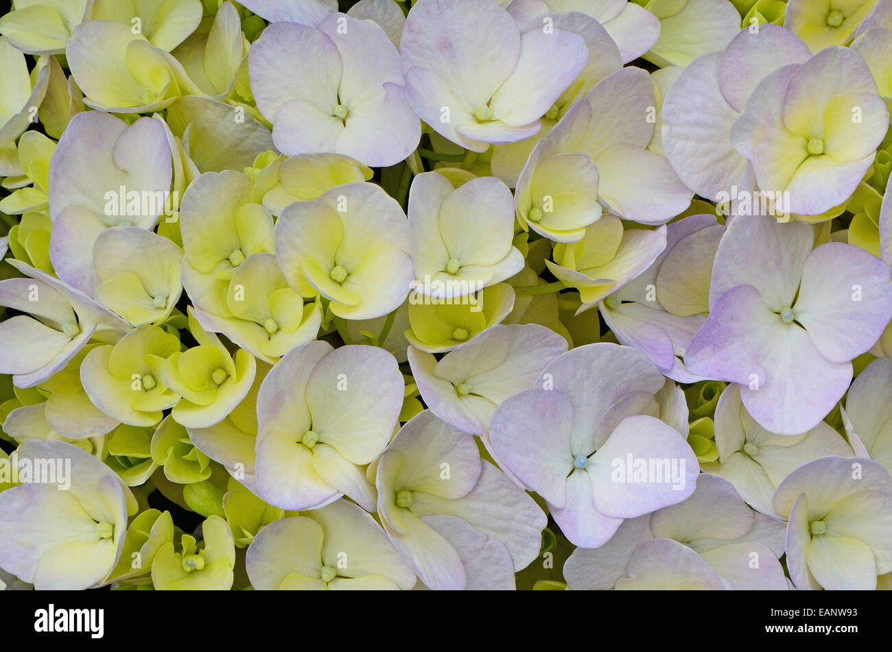 Beautiful blue and yellow Hydrangea flowers, petal background pattern Stock Photo
