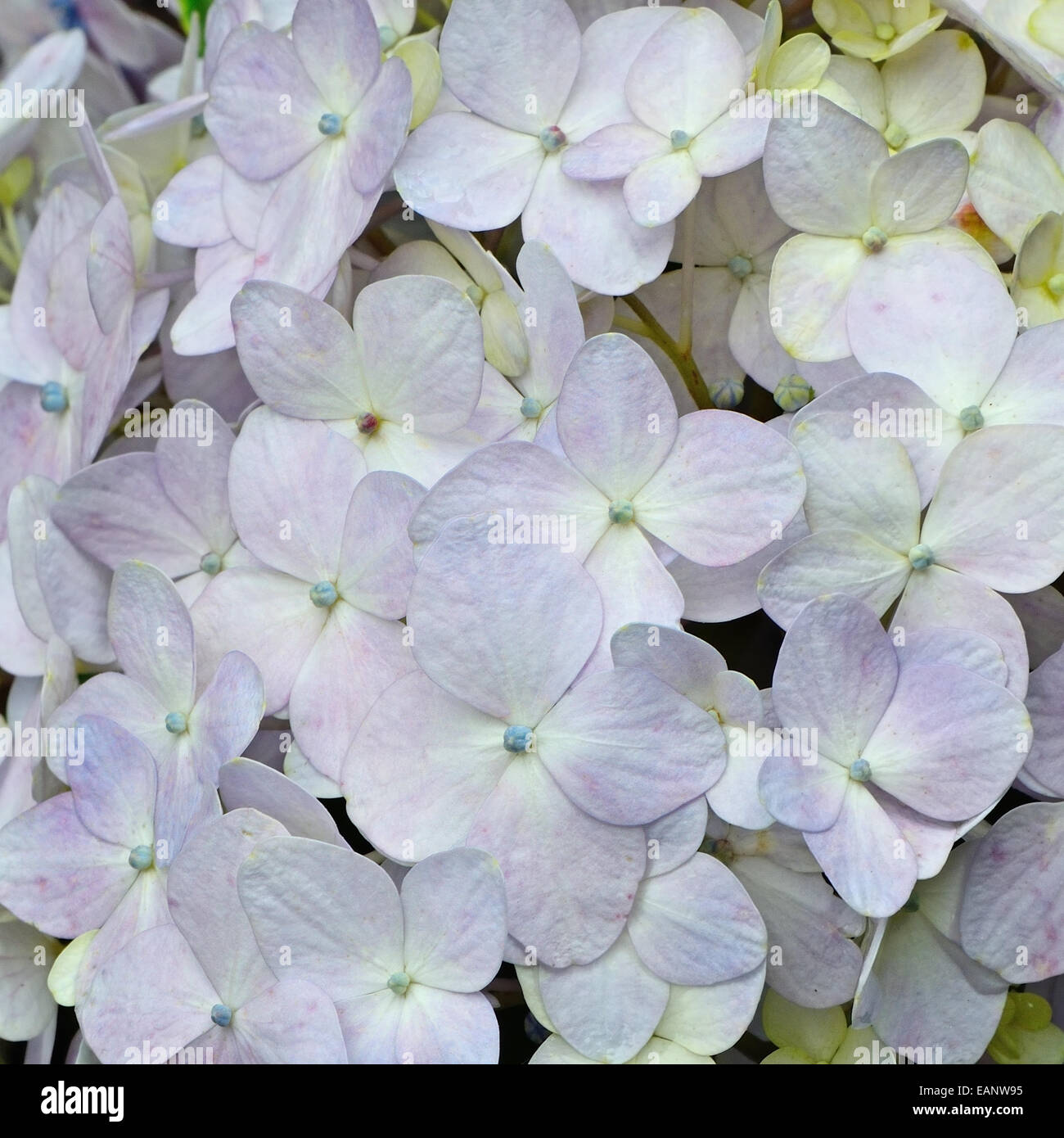 Beautiful blue Hydrangea flowers, petal background pattern Stock Photo