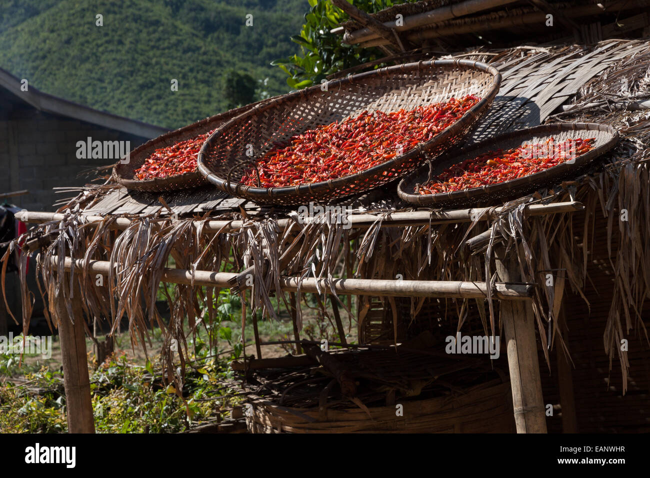 Pepper drying in a rural Lao village Stock Photo