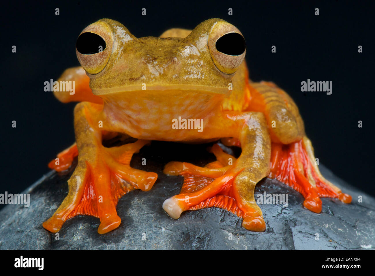 Flying frog / Rhacophorus pardalis Stock Photo