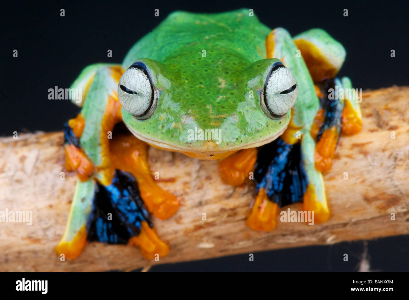 Flying frog / Rhacophorus reinwardtii Stock Photo