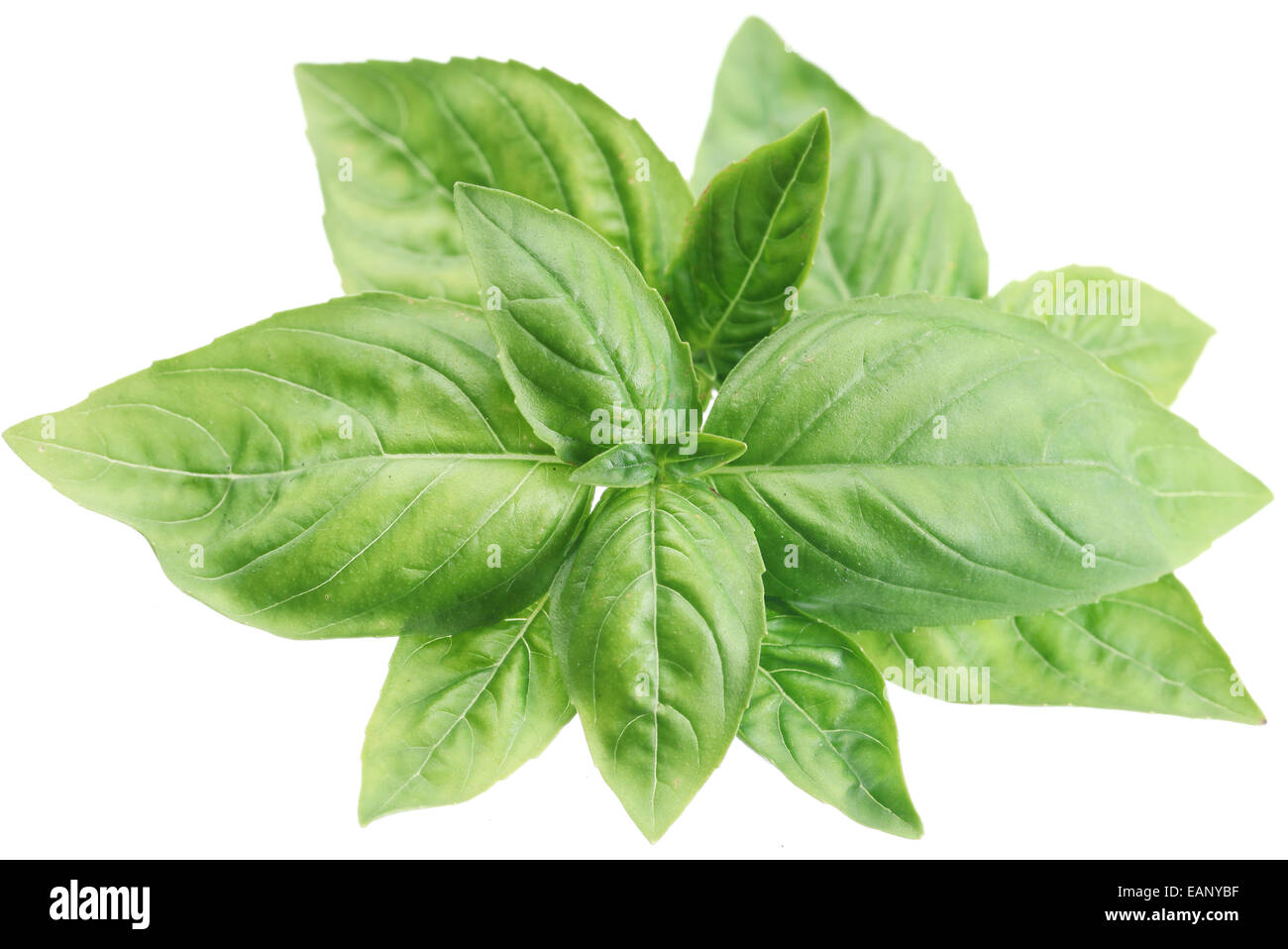 Basil plant fresh green herb plant hi-res stock photography and images ...