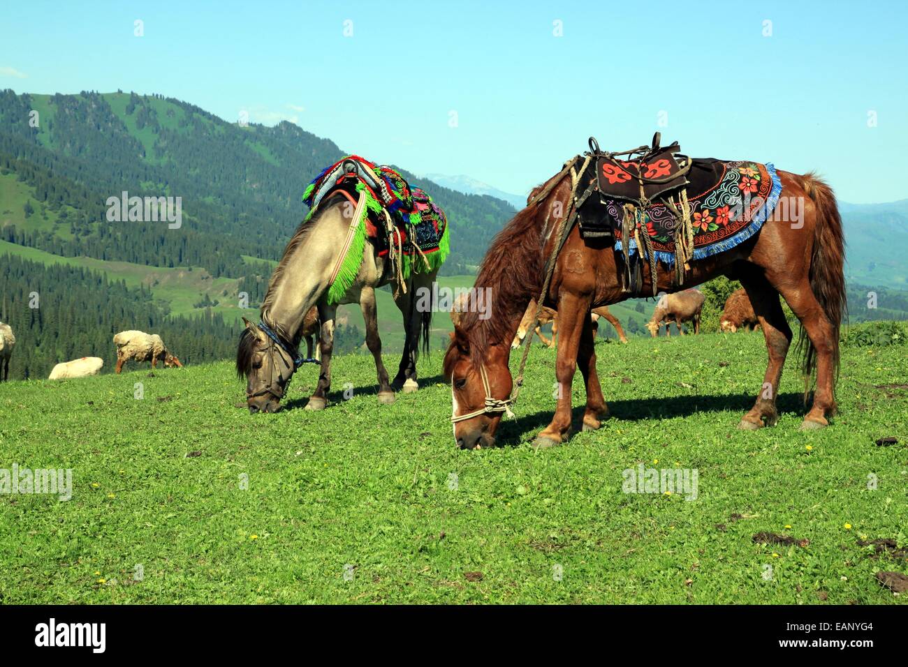 Two horses grazing on Nalati Grasslands, Xinjiang Province, China. Grazing sheep in the background Stock Photo