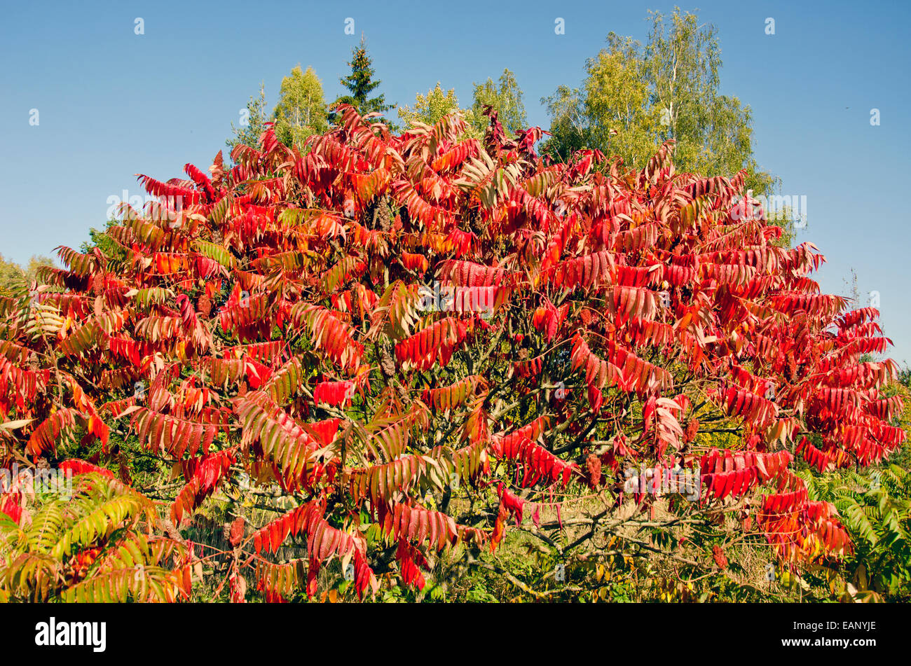 beautiful autumn Stahhorn Sumac (Rhus typhina) leaves in park Stock Photo
