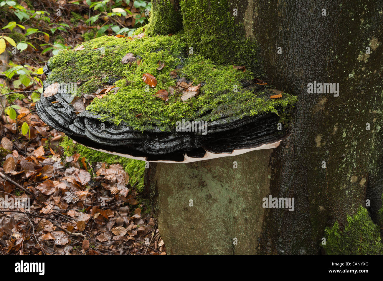 large bracket fungus over 50cm diameter on old living mature copper beech tree tree trunk base at ground level covered in moss Stock Photo
