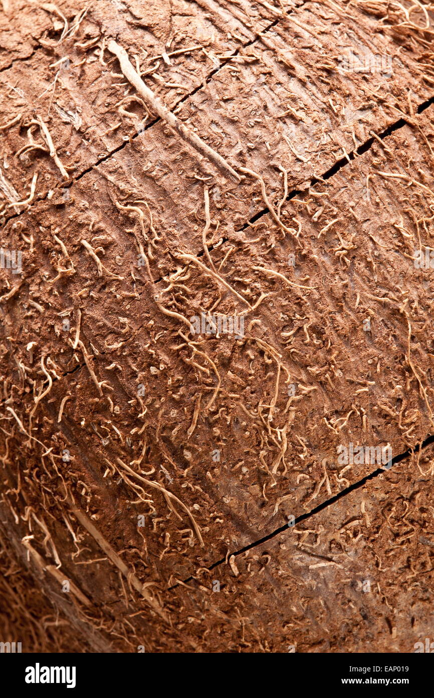 Background of coconut shell. Stock Photo