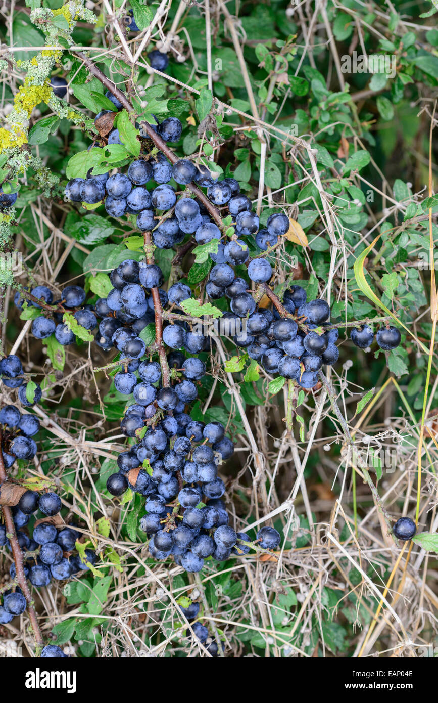 Sloe fruits in hedgerow UK Stock Photo Alamy