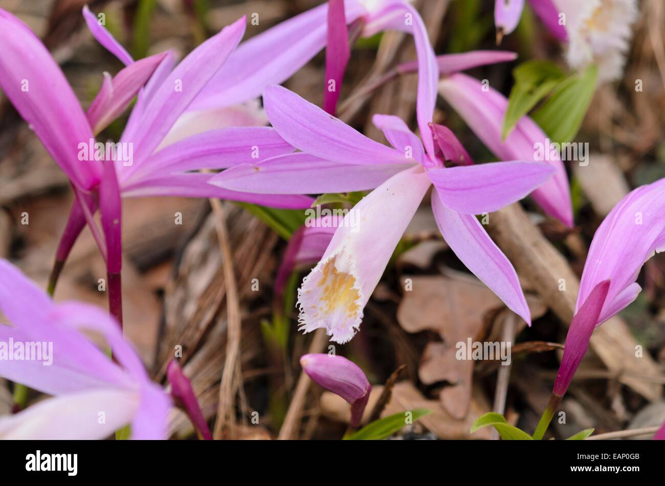 Hardy Chinese orchid (Pleione) Stock Photo