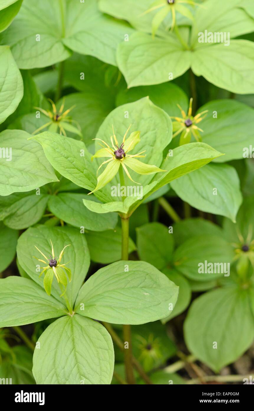 Herb paris (Paris quadrifolia) Stock Photo