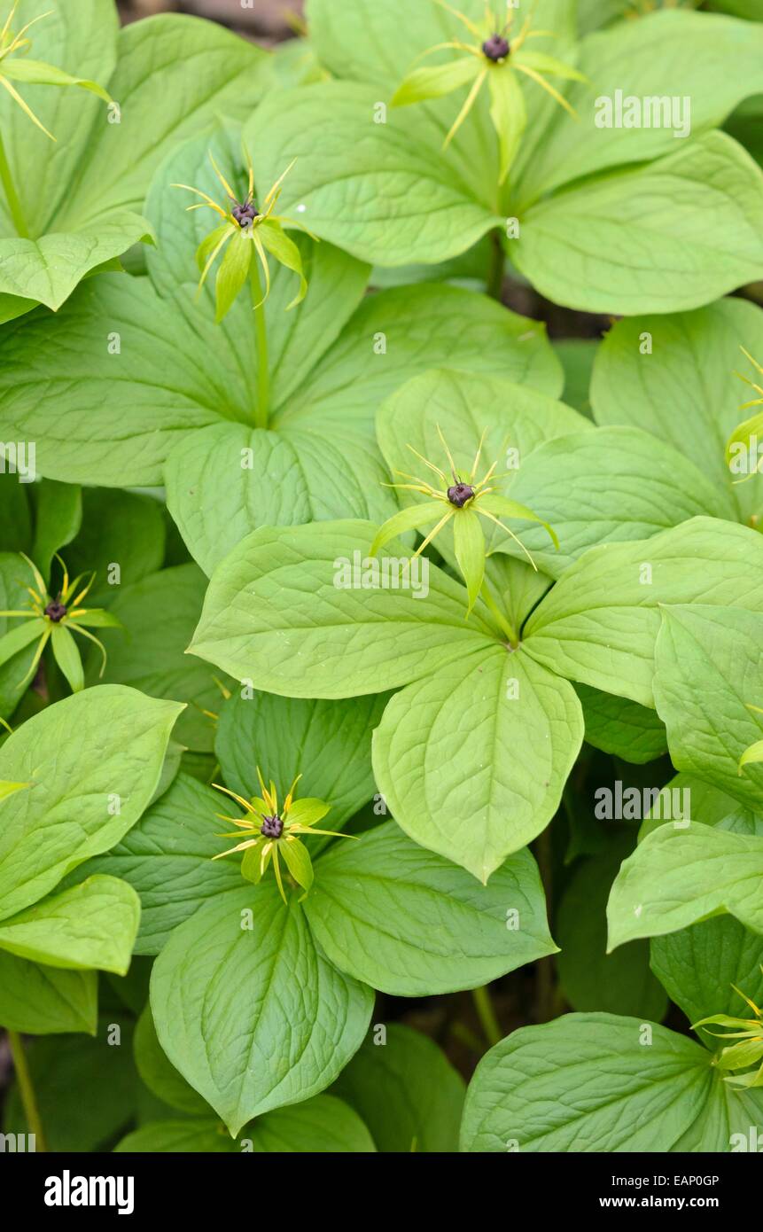 Herb paris (Paris quadrifolia) Stock Photo