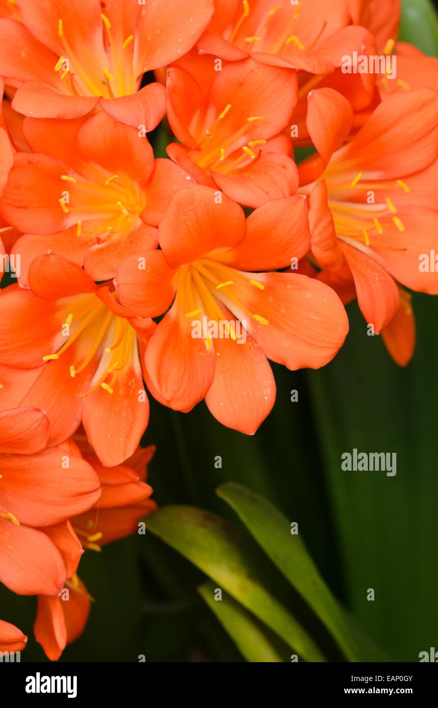 Natal lily (Clivia miniata) Stock Photo
