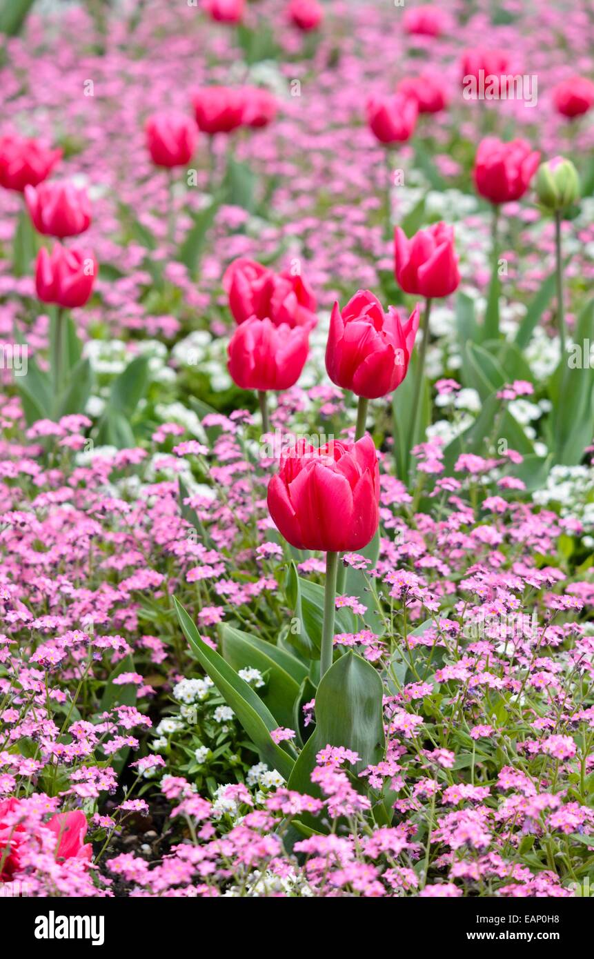 Tulips (Tulipa) and forget-me-nots (Myosotis) Stock Photo