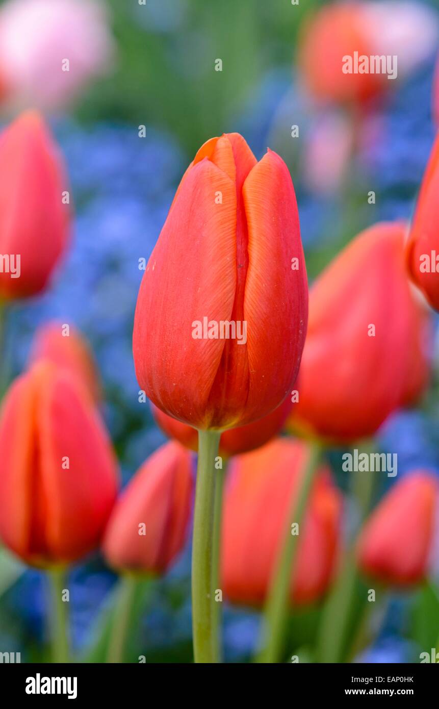 Triumph tulip (Tulipa Orange Cassini) Stock Photo