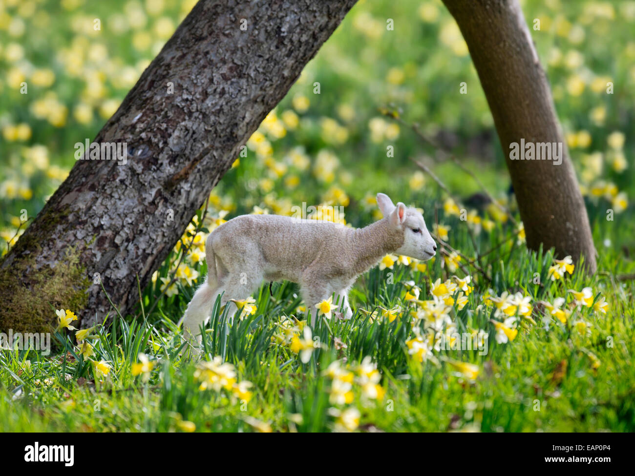 Spring Lambs Daffodils Stock Photos & Spring Lambs Daffodils Stock
