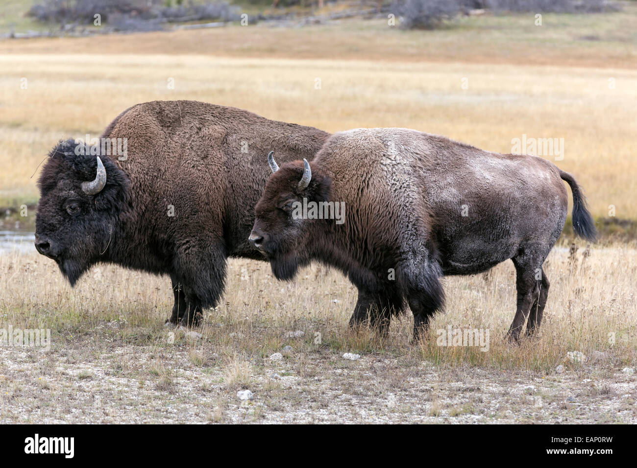 American Bison - Bull guarding cow during the annual rut Stock Photo
