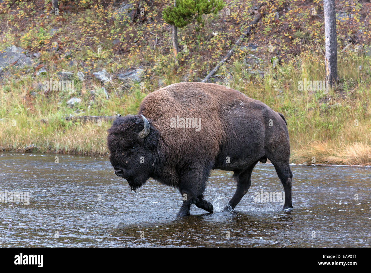 American Bison - mature bull crossing river Stock Photo