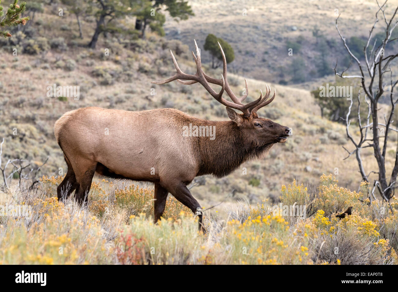 Bull Elk rounding up during the rut Stock Photo
