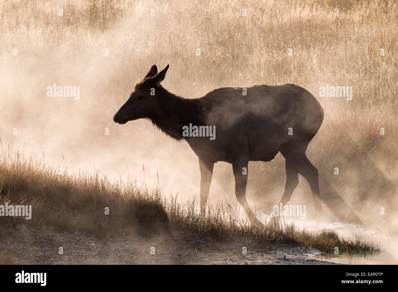 Elk female in the early morning mists Stock Photo