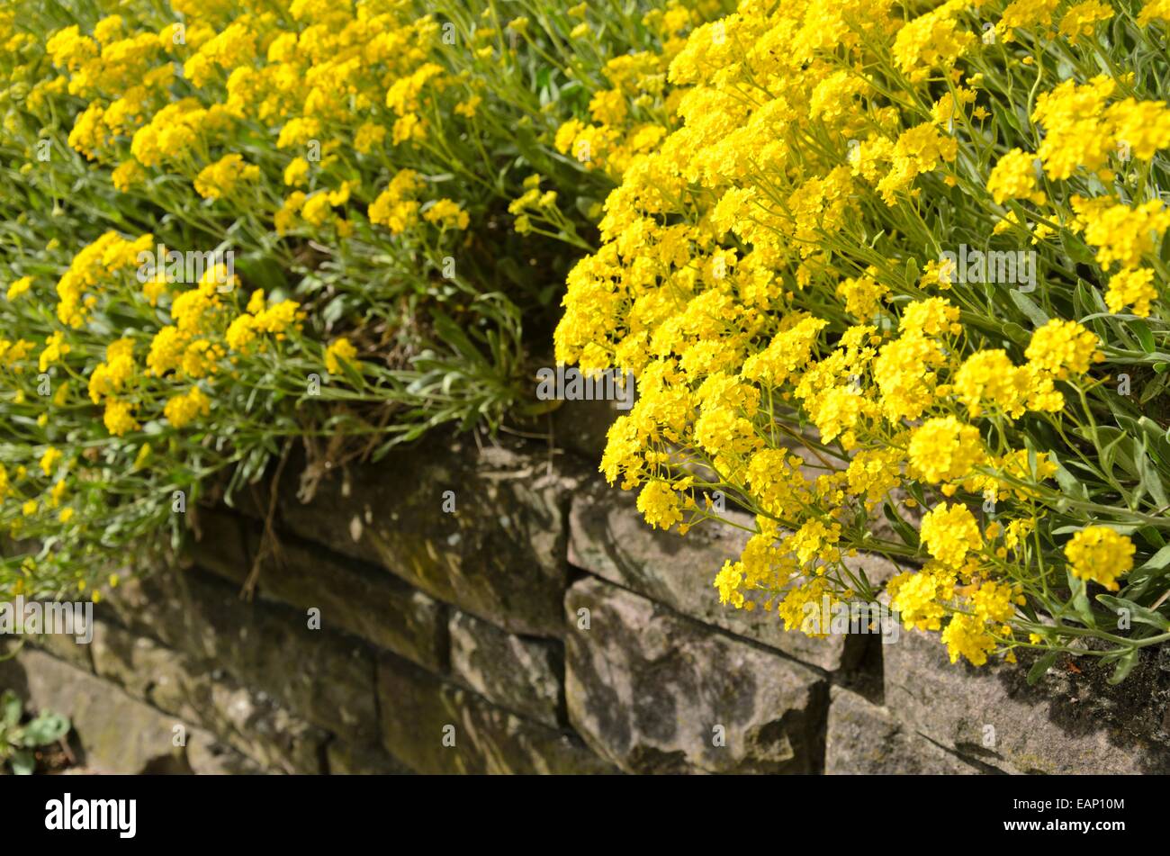 Golden alyssum (Aurinia saxatilis syn. Alyssum saxatile) Stock Photo