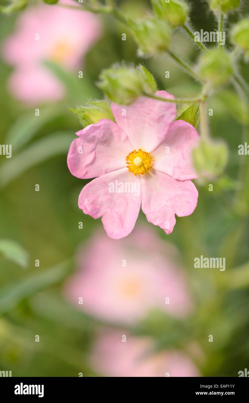 Rock rose (Cistus x skanbergii Stock Photo Alamy