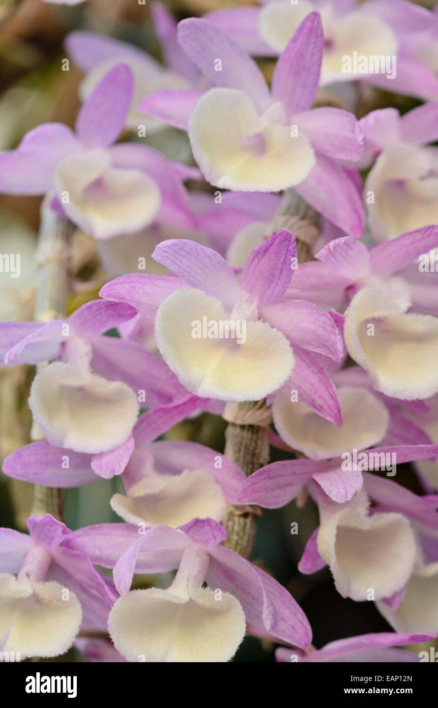 Dendrobium primulinum hi-res stock photography and images - Alamy