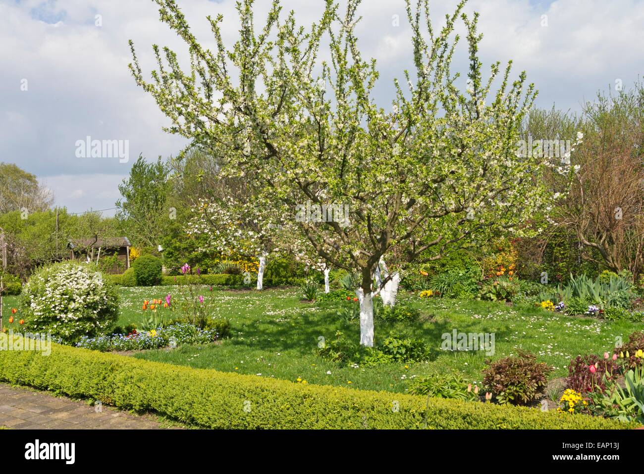 Fruit trees with lime paint in an allotment garden Stock Photo