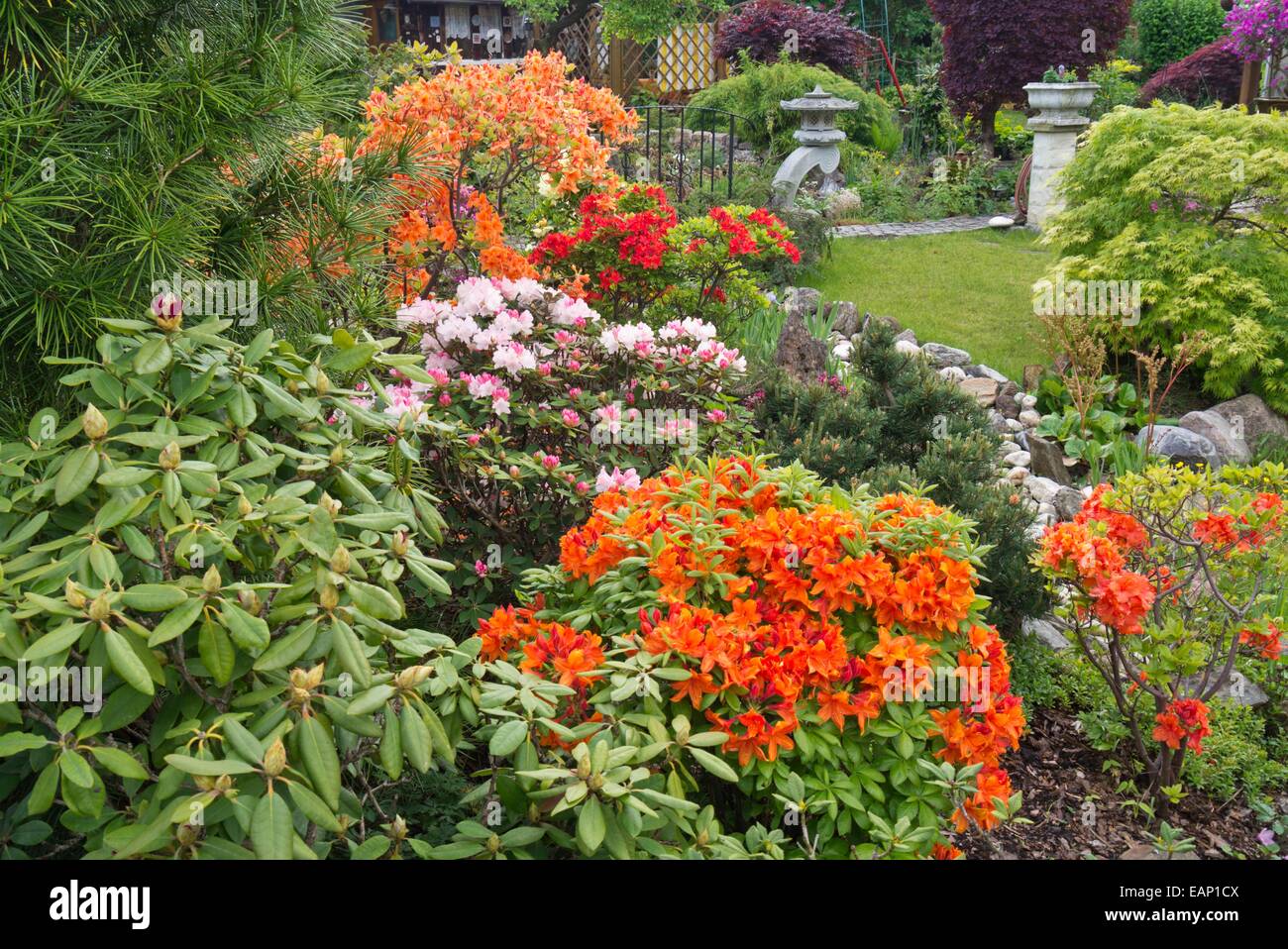 Rhododendrons (Rhododendron) and azaleas (Rhododendron) Stock Photo