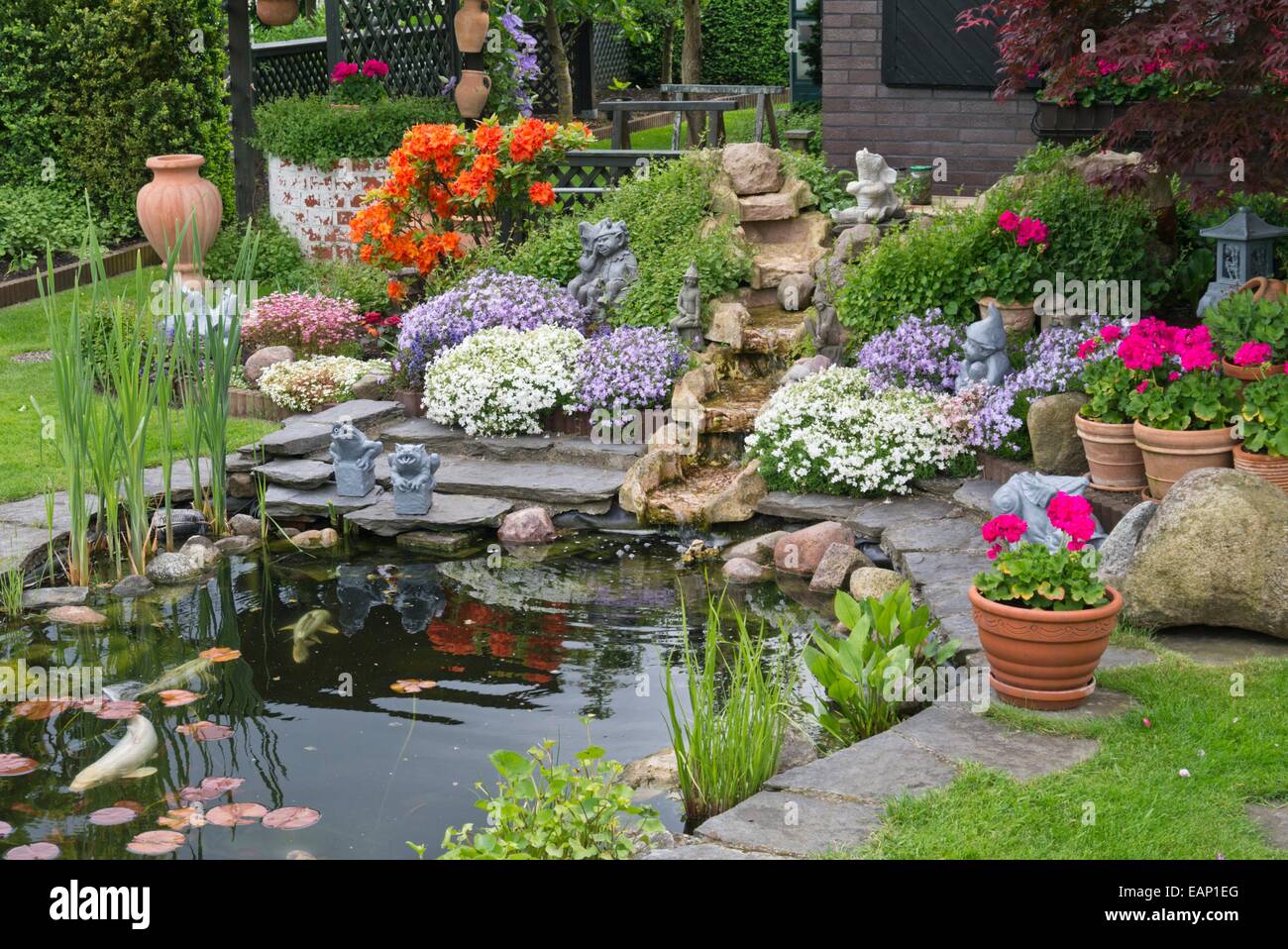 Koi pond with rhododendrons (Rhododendron), garden phlox (Phlox paniculata) and pelargoniums (Pelargonium) Stock Photo