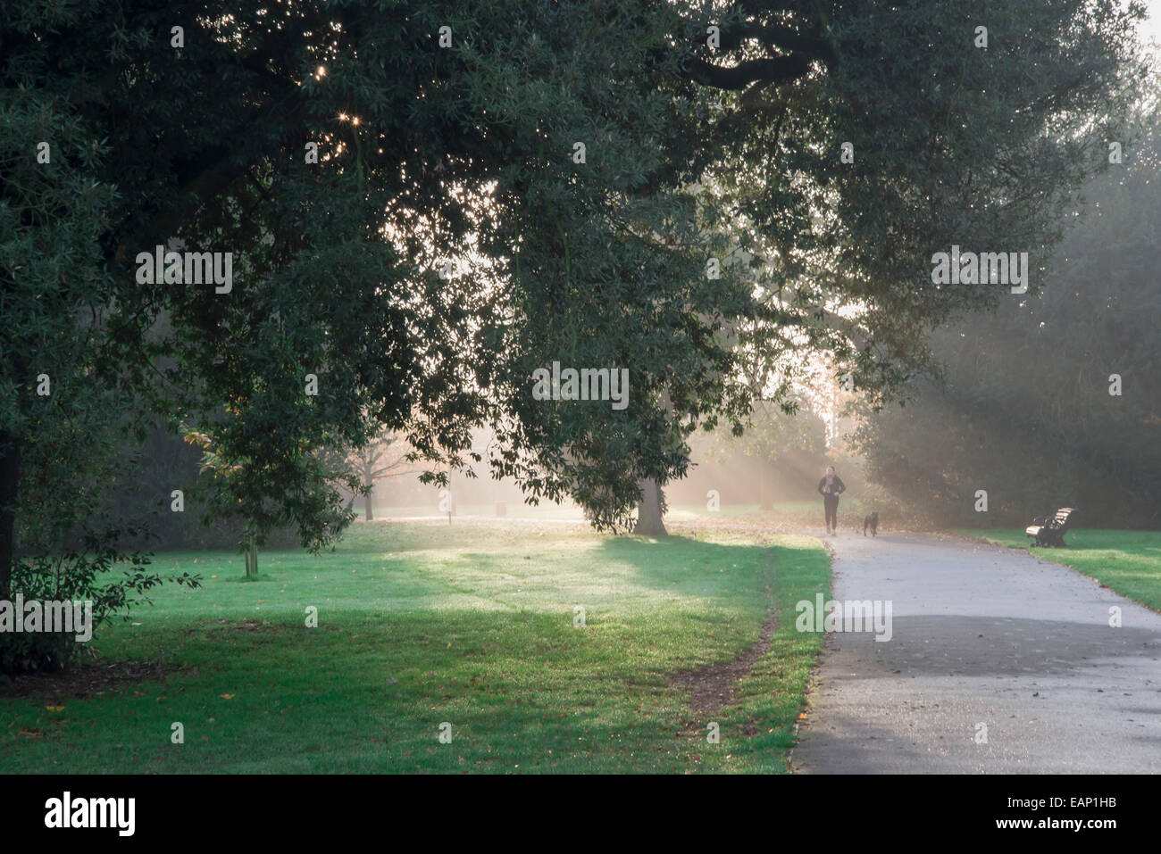 Early morning autumn light. Woman with black dog running in park Stock Photo