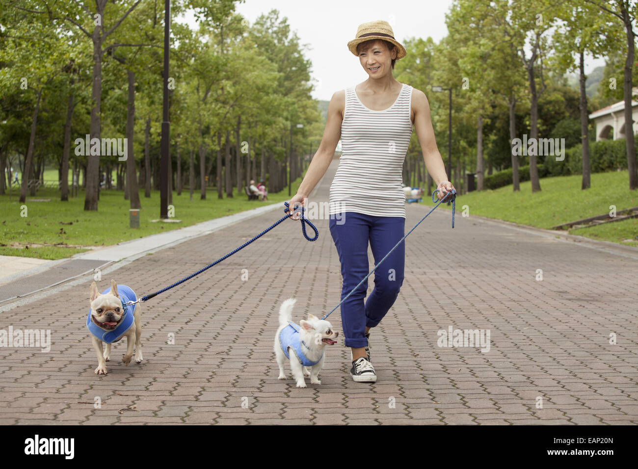 Woman walking two dogs on a paved path. Stock Photo