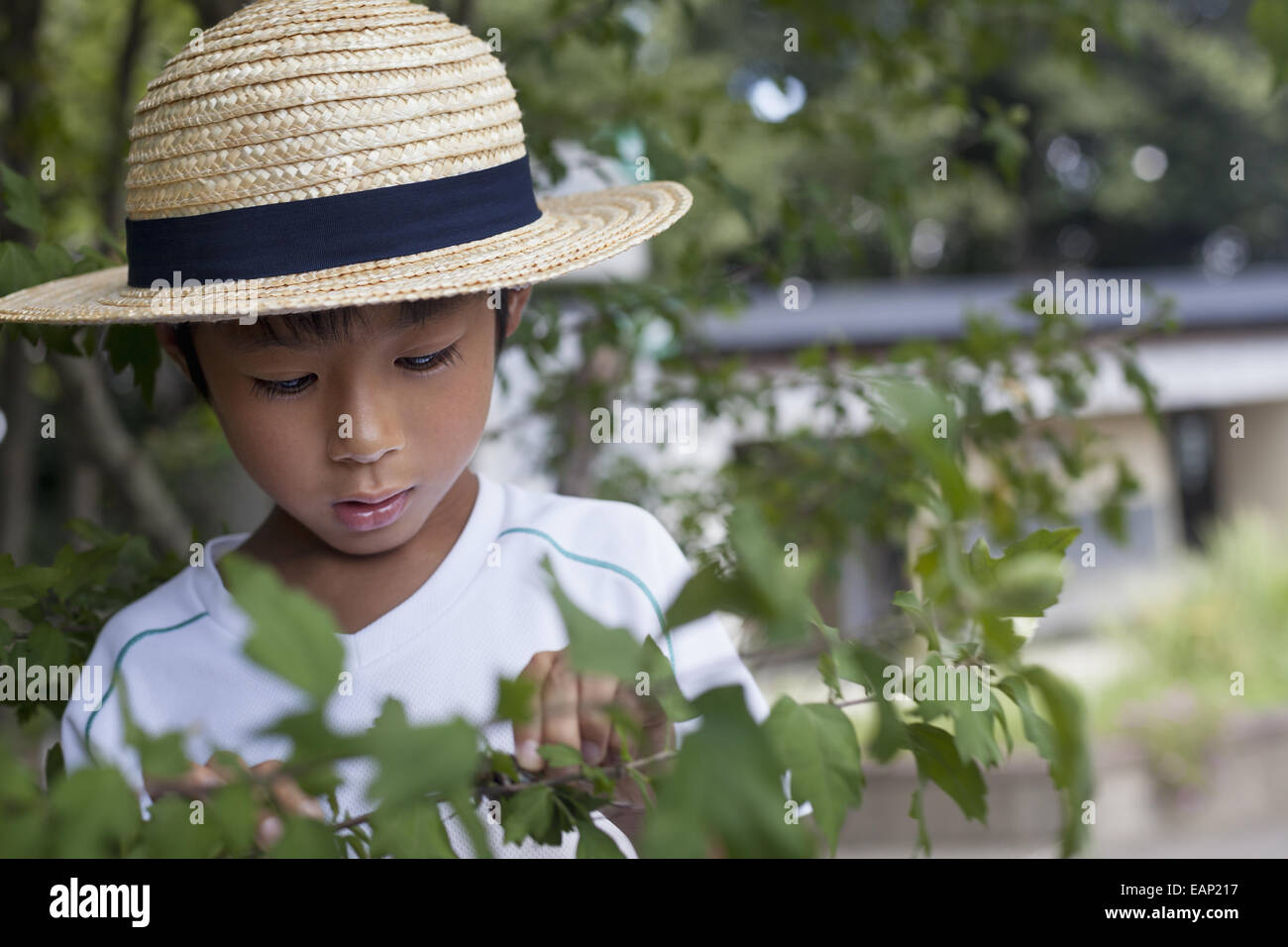 Young boy wearing a straw hat, looking at a tree branch. Stock Photo
