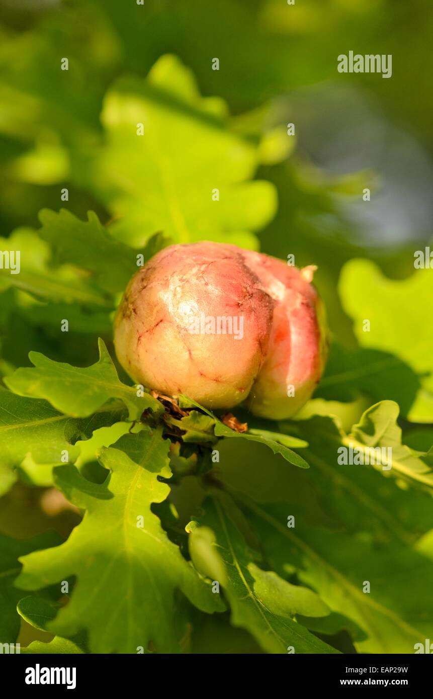 Deciduous trees oak quercus hi-res stock photography and images - Alamy