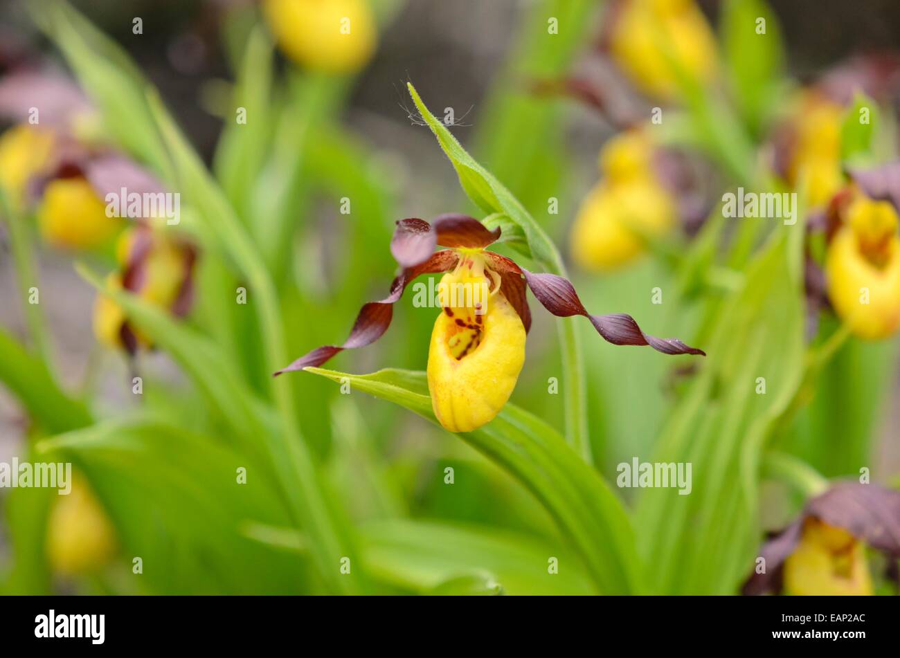 Greater yellow lady's slipper orchid (Cypripedium parviflorum) Stock Photo