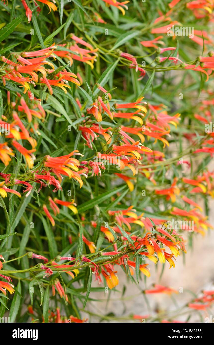 Mexican lobelia (Lobelia laxiflora) Stock Photo